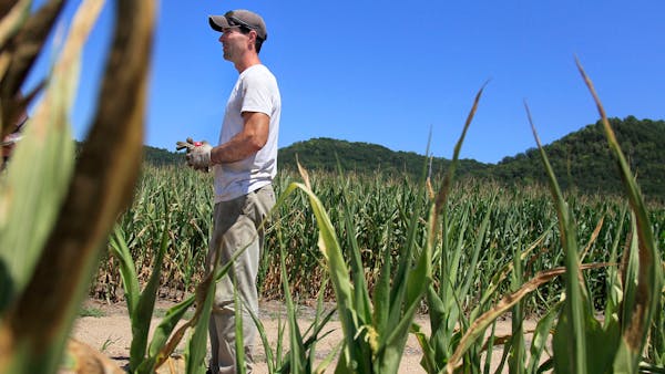 Drought takes toll on corn production