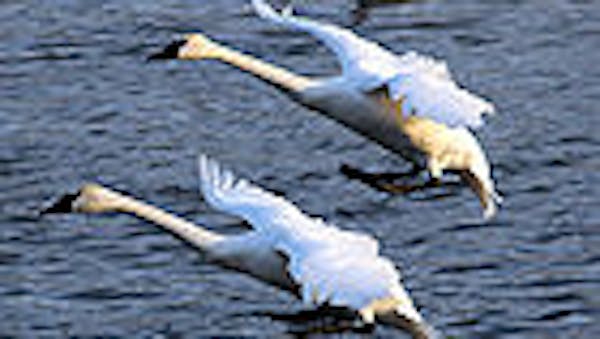 Return of the trumpeter swans