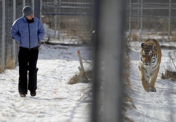 Big cat sanctuary sees greater need from out-of-state