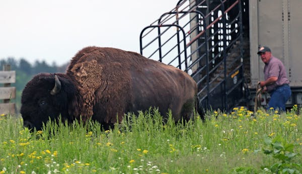 Bison summer on restored prairie