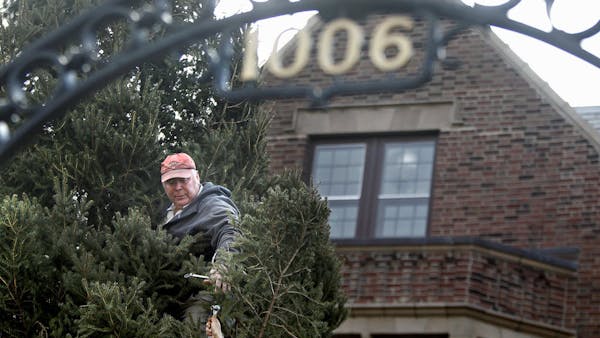 65-foot tree arrives at governor's residence