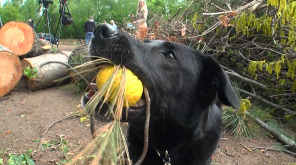 Dogs help in war against emerald ash borer