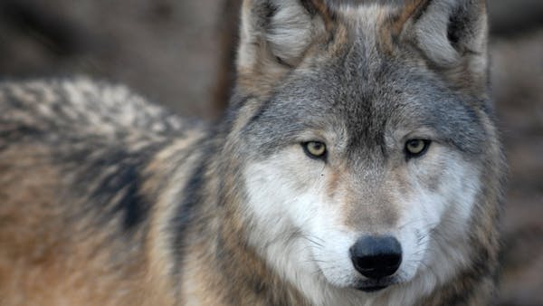 Minnesota DNR aids in wolf control