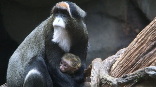 Baby DeBrazza's monkey greets zoo visitors