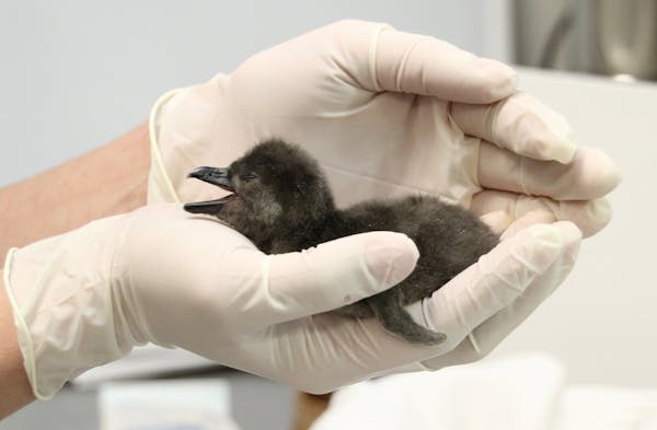 African penguin chick hatched at Mn. Zoo