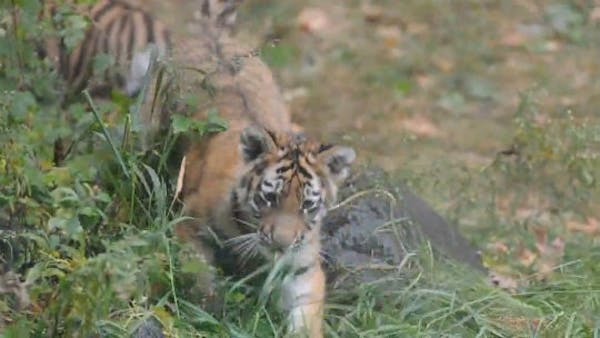 Tiger cubs debut at Minnesota Zoo