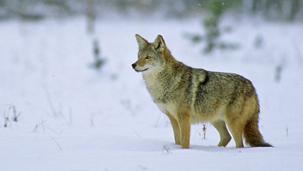Wolf or coyote, what's the difference?