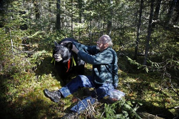 From 2010: Bear researcher fits right in