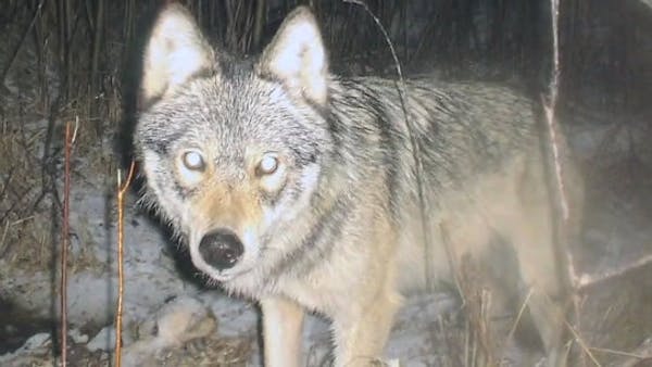 State will hold two wolf hunting seasons