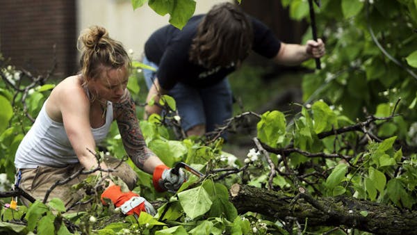 StribCast: If a tree falls in your yard, who pays?