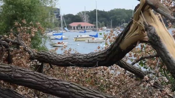 Citywide tree damage a challenge