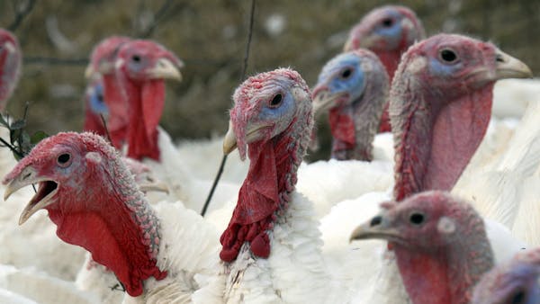 Reusse's 2012 Turkey of the Year