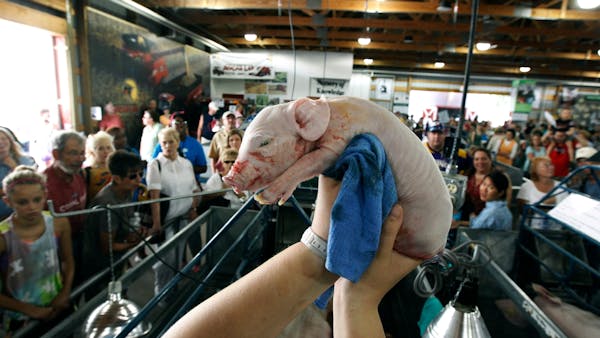 Swine barn exhibitors and visitors undaunted by flu warnings