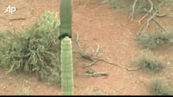 Cat spends hours sitting atop an Arizona cactus