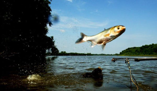 Evidence of invasive carp prompts action