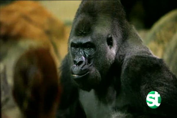 Life without Gordy the Gorilla