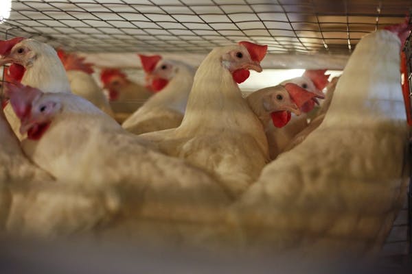 Inside Business: Proposed rules for chicken cages