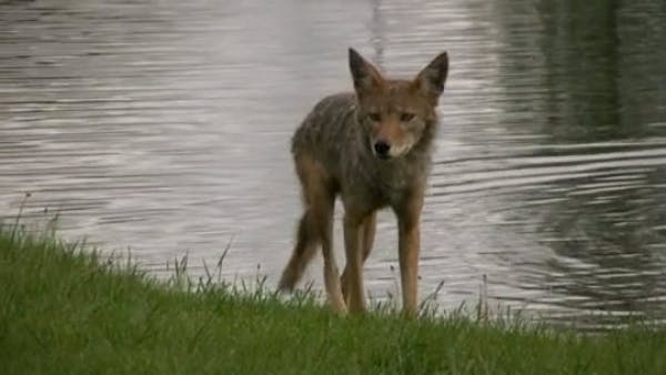 C.J.: A coyote takes in the scene near Costco