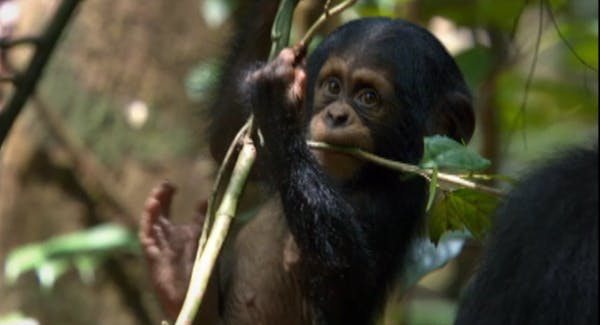 Movie review: Chimpanzee