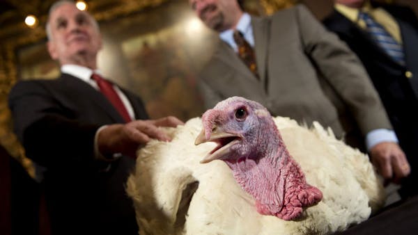 Can pardoned turkey run for office?