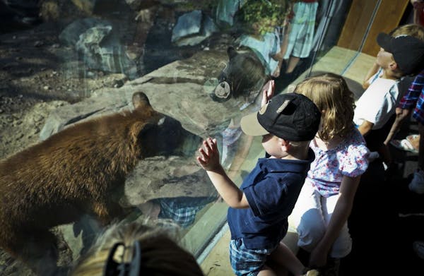 Orphaned bears find home at Minnesota Zoo
