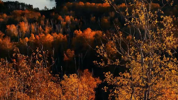 When and where to find fall colors at their peak