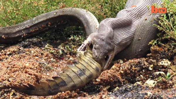 Snake eats crocodile