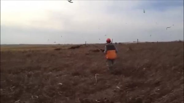 Pheasant hunting in a gale
