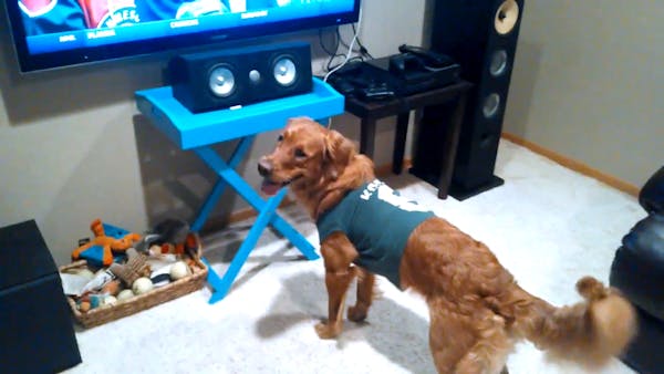 Meet the cutest Wild fan on four paws