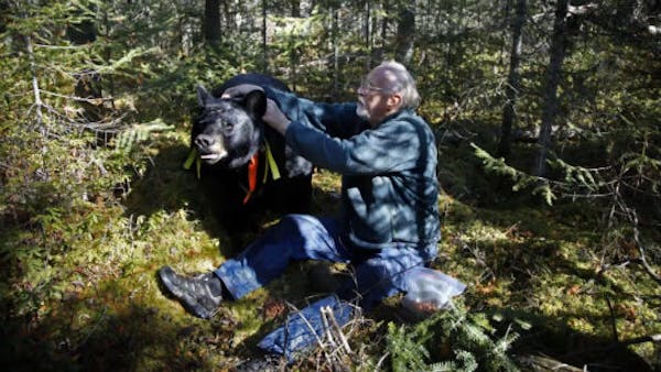 Judge rules bear researcher can look, but not touch