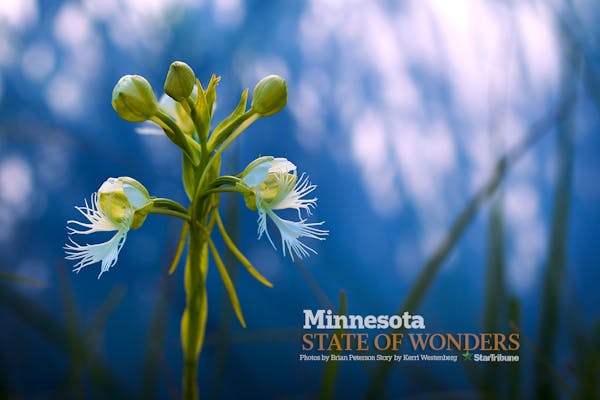 State of Wonders: Beauty shines bright in Minnesota summers