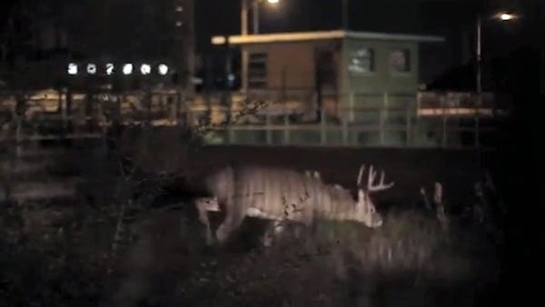 8-point buck trapped in downtown Minneapolis