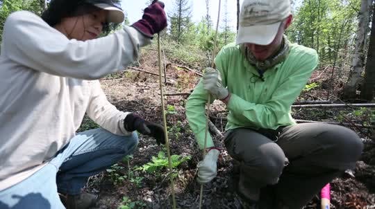 The Nature Conservancy of Minnesota is planting thousands of trees in Northern Minnesota's forest.