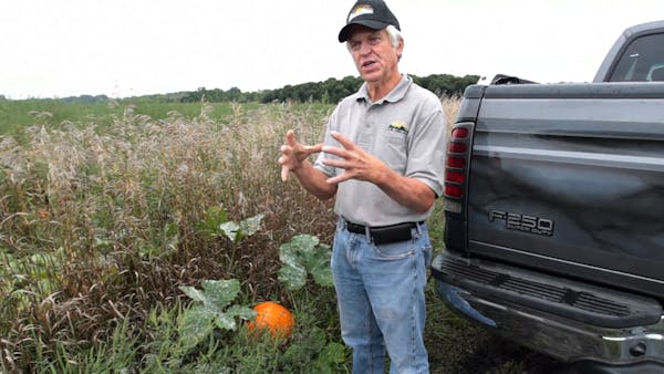 Andover farmer is seeing success in the pumpkin field