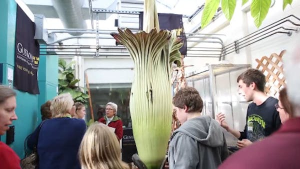 What does a corpse flower smell like?