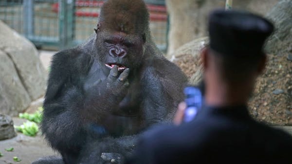 Gorillas briefly escape Como Zoo enclosure