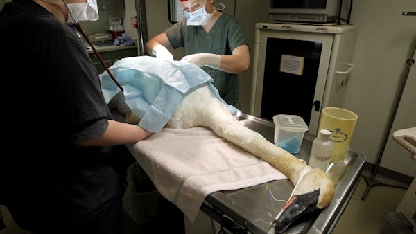 Badly wounded trumpeter swan found near Waconia