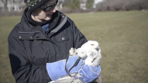 April 3: On repaired wings, snowy owl takes flight at U Raptor Center