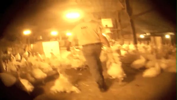 Undercover video of Minn. turkey farm