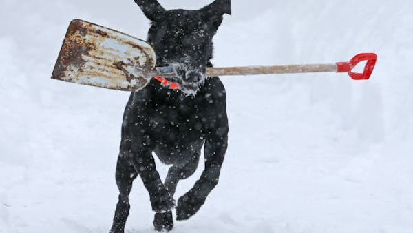 Dig in: This dog 'helps' with shoveling