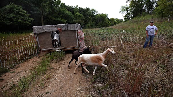 Goats gobble up unwanted buckthorn