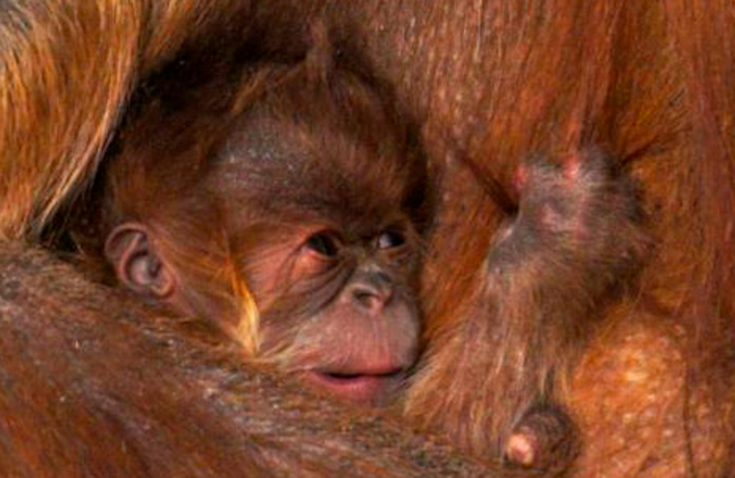Como Zoo asks for help naming newborn orangutan