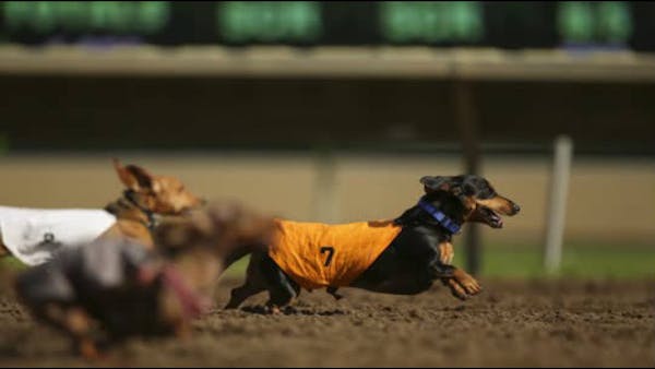 Wiener dogs take over the race track