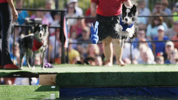 Stunning stunt dogs fly high at the Minnesota State Fair