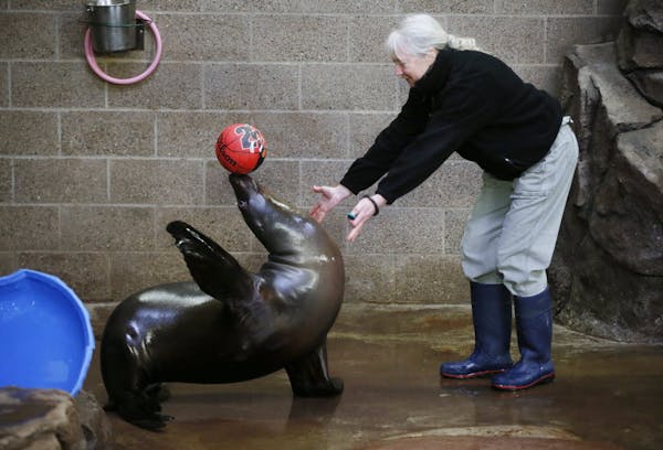 A new home for Como Zoo seals