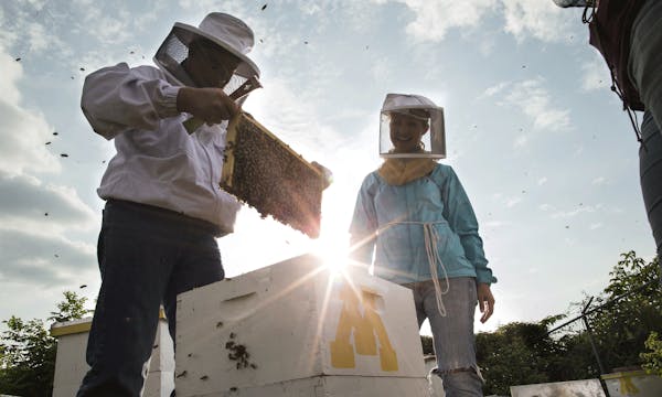 Balancing beekeeping with farming