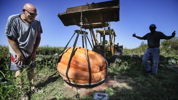 Gigantic pumpkin in New Richmond weighs in at 1,488 pounds