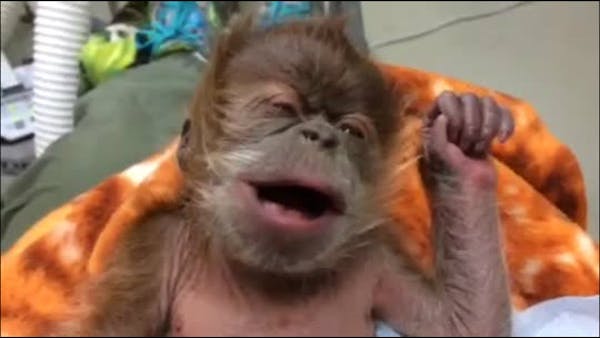 Pitter patter of baby organgutan feet at Como Zoo