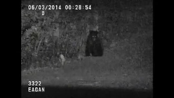 Bear caught on Eagan squad dashcam video