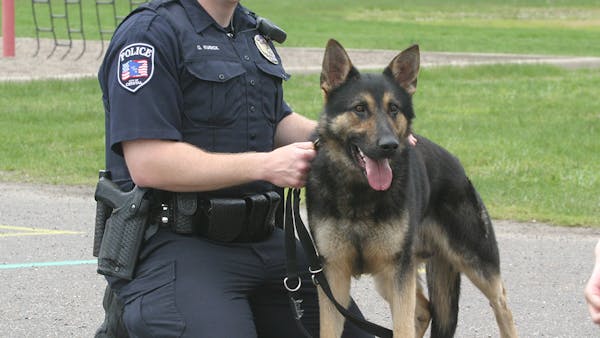 Crystal police dog is target of attempted assault
